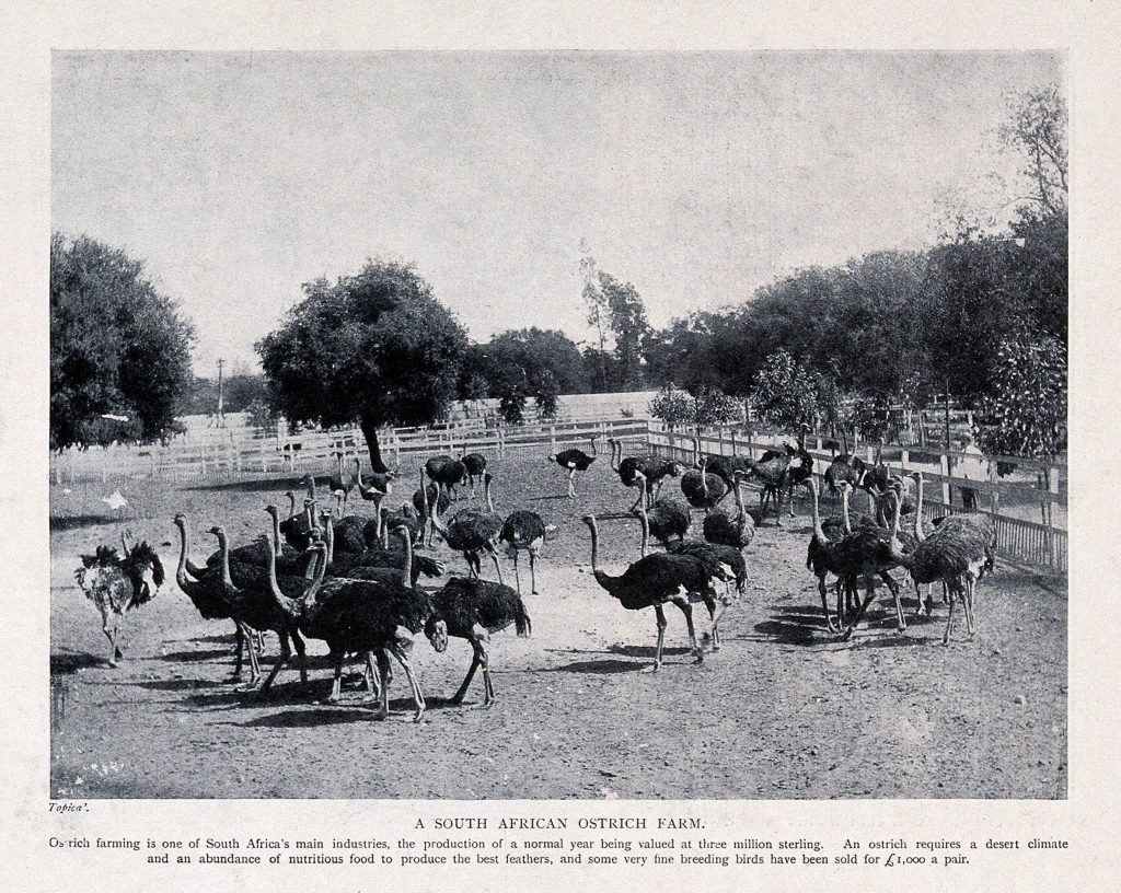 A photograph of a flock of ostriches on a farmland ranch.