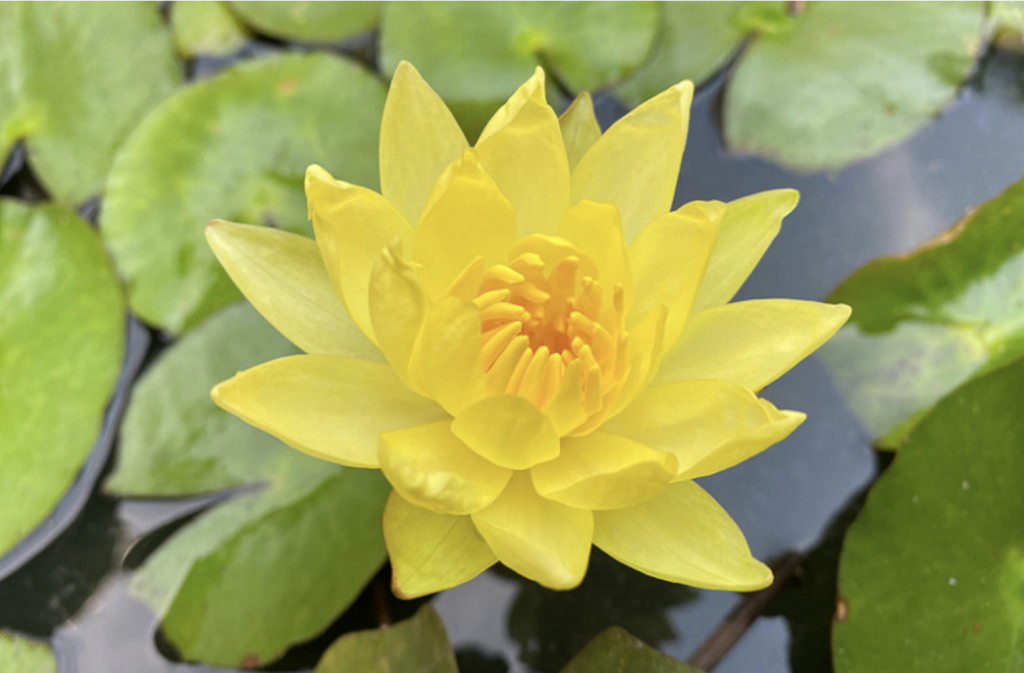 A contemporary photograph of a yellow water lily. It rests on a pond.