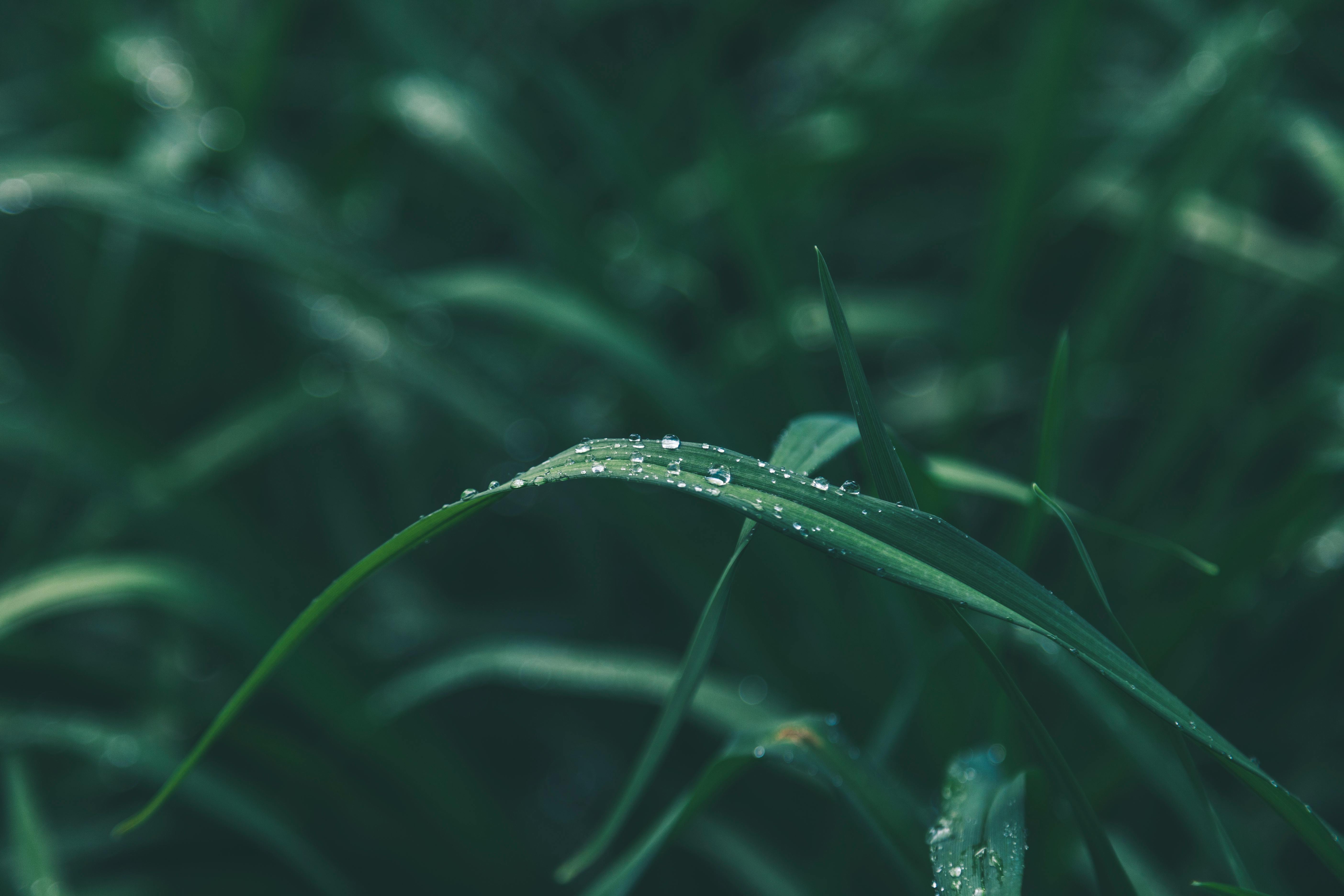 Dew drops on blades of grass