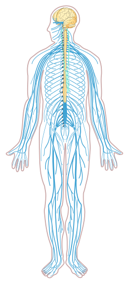 2.1.4. The Central Nervous System – Fundamentals of Health and Physical