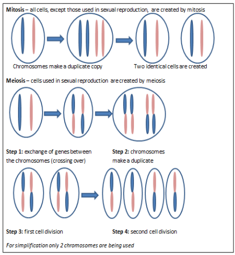 The process of mitosis and meiosis, each simplified by using 2 chromosomes as the starting point. In Mitosis, the 2 chromosomes make a duplicate copy and two identical cells are created. This is the process used by all cells, except those used in sexual reproduction. In Meiosis, the process used in sexual reproduction, involve 4 steps: Step 1 – Exchange of genes between the 2 chromosomes (crossing over), Step 2 – Chromosomes make a duplicate, Step 3 – First cell division, Step 4 – Second cell division.