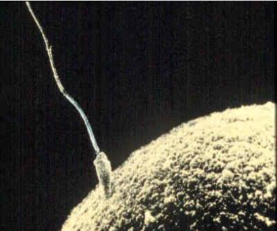One sperm touching an ovum