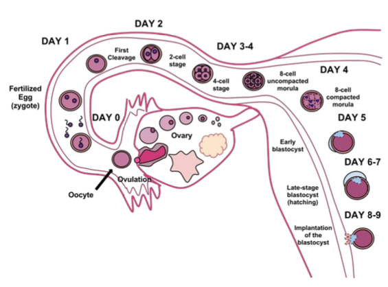The journey of the ova from its release to fertilization, cell duplication (starting Day 1), and implantation into the uterine lining (happening Day 8-9). Day 1: First cleavage; Day 2: 2-cell stage; Day 3-4: 4-cell stage, 8-cell uncompacted morula; Day 4: 8-cell compacted morula; Day 5: Early blastocyst; Day 6-7: Late-stage blastocyst (hatching); Day 8-9: Implantation of the blastocyst.