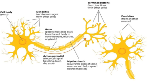 A detailed breakdown of the components of a neuron: Cell body, Dendrites, Axon, Action Potential, Myelin sheath, and Terminal buttons.