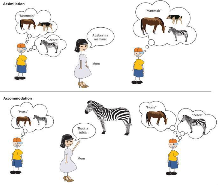 In Assimilation, the boy fits the new information “Zebra” into an existing Mammals schema. In Accommodation, the boy learns the new word “Zebra”, recognizing it as different from a horse.