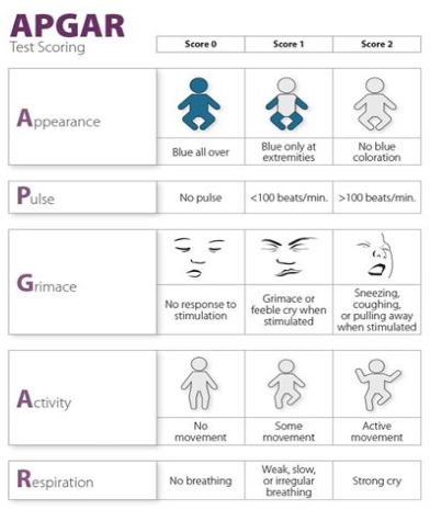 The testing scoring of the APGAR assessment. APGAR stands for Appearance, Pulse, Grimace, Activity, and Respiration. Each category is given a score from 0-2.