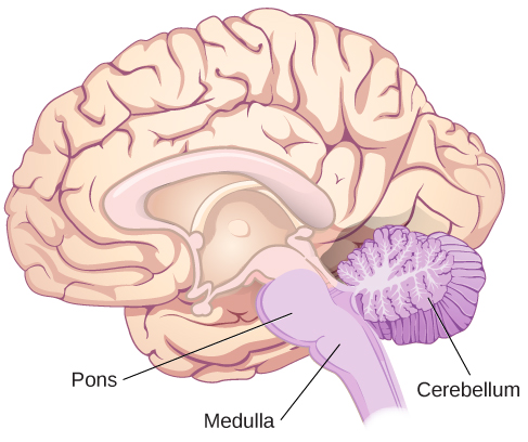 An illustration shows the location of the pons, medulla, and cerebellum. A side section of the brain with the pons, medulla, and cerebellum labelled. The brainstem, which connects the brain to the spinal cord, includes the pons and the medulla. The cerebellum looks like a separate structure attached to the bottom of the back of the brain.