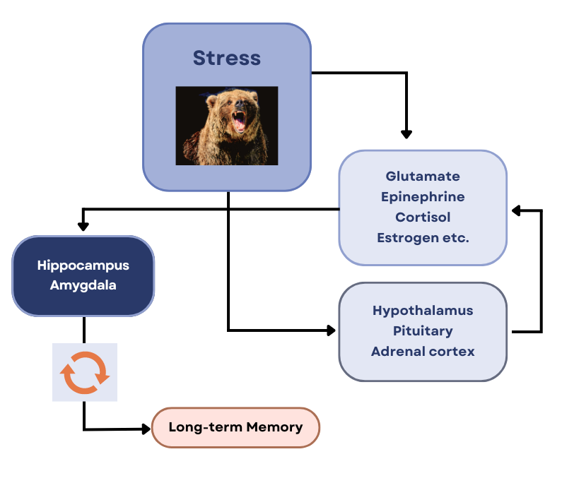 Diagram about why our brain remembers stressful memories. Image description available.