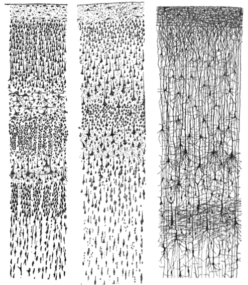Three black-and-white drawings of cortical neurons in vertical columns, showing dense layers of cell bodies with branching dendrites above and axons extending below.