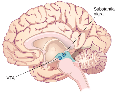 Shows the location of the substantia nigra and VTA in the brain. Shows the location of the substantia nigra and VTA in the brain.