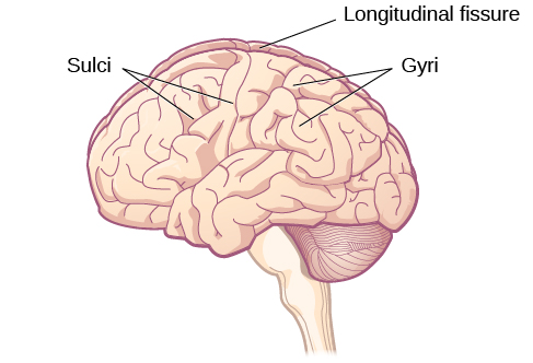 An illustration of the brain’s exterior surface shows the ridges and depressions, and the deep fissure that runs through the center. An illustration of the brain’s exterior surface shows the ridges and depressions, and the deep fissure that runs through the center.