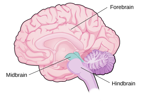 An illustration shows the position and size of the forebrain (the largest portion), midbrain (a small central portion), and hindbrain (a portion in the lower back part of the brain). An illustration shows the position and size of the forebrain (the largest portion), midbrain (a small central portion), and hindbrain (a portion in the lower back part of the brain).
