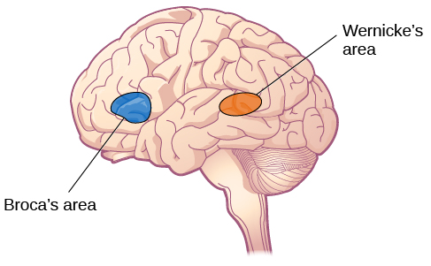 An illustration shows the locations of Broca’s and Wernicke’s areas. An illustration shows the locations of Broca’s and Wernicke’s areas.