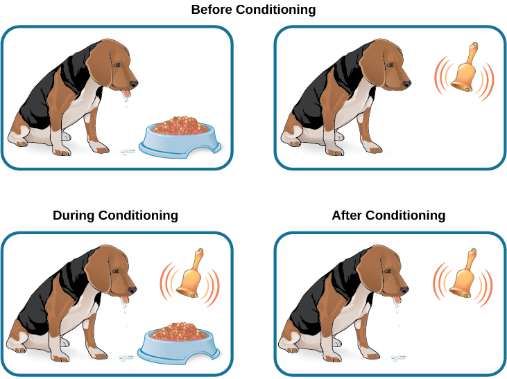 Two illustrations are labeled “before conditioning” and show a dog salivating over a dish of food, and a dog not salivating while a bell is rung. An illustration labeled “during conditioning” shows a dog salivating over a bowl of food while a bell is rung. An illustration labeled “after conditioning” shows a dog salivating while a bell is rung Two illustrations are labeled “before conditioning” and show a dog salivating over a dish of food, and a dog not salivating while a bell is rung. An illustration labeled “during conditioning” shows a dog salivating over a bowl of food while a bell is rung. An illustration labeled “after conditioning” shows a dog salivating while a bell is rung
