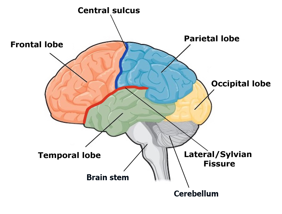 Side view of brain showing frontal lobe at top front, central sulcus between frontal lobe and parietal lobe, parietal lobe on top in the middle, occipital lobe on top at back, cerebellum and brainstem at bottom, temporal lobe under frontal and parietal, and lateral fissure separating frontal and temporal lobes.