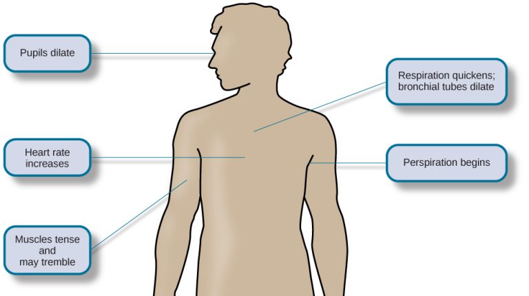 An illustration of the basic outline of a human body and indicates the body’s various responses to fight or flight, including: pupils dilate, heart rate increases, muscles tense and may tremble, respiration quickens, bronchial tubes dilate, and perspiration begins.