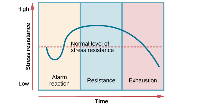 A graph shows the three stages of Selye’s general adaption syndrome: alarm reaction, resistance, and exhaustion. The x-axis represents time while the y-axis represents stress levels. The x-axis is labelled “Time” and the y-axis is labelled “Stress resistance.” During the alarm reaction phase, the stress resistance suddenly decreases and then suddenly increases, During the resistance phase, the level of stress resistance is high but decreases slowly over time. During the exhaustion phase, the level of stress resistance decreases rapidly.