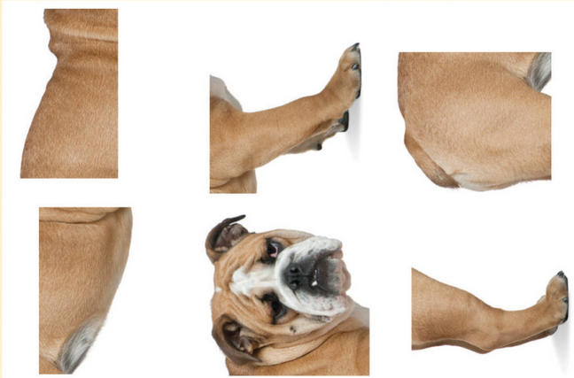 A picture of a bull dog cut up into six pieces and facing sideways.