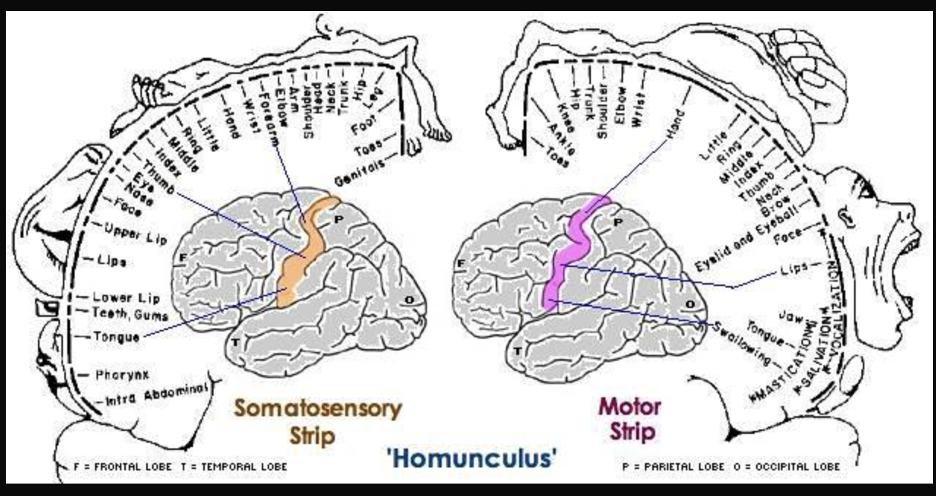 An illustration of a homunculus' components divided by its sensory and motor parts with labels identifying each part. Underneath are two images of the left side of the brain.On the left, the Somatosensory Strip on the brain is highlighted and three lines point to the Forearm, Thumb, and Tongue labels on the Homunculus. On the right, the Motor Strip of the brain is highlighted and three lines point to the Hand, Lips, and Swallowing labels on the Homunculus.