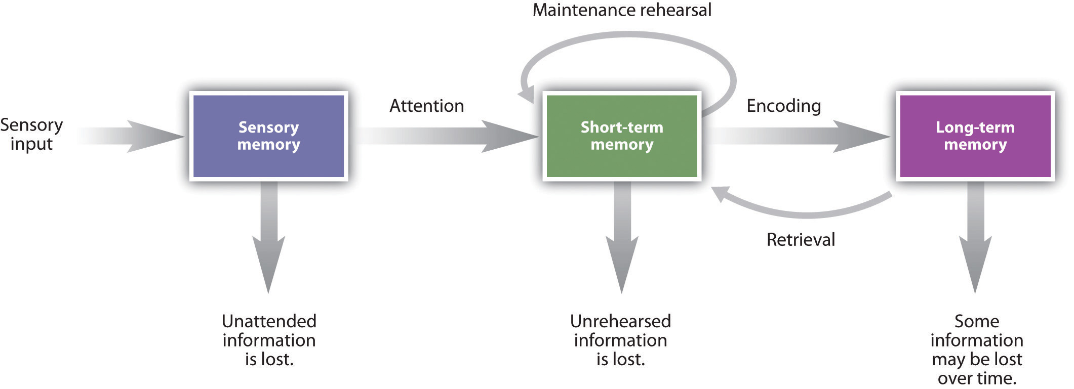 A process diagram describing the process of sensory input either being encoded into memory or being forgotten. Sensory input becomes sensory memory. Unattended information is lost. Sensory memory that gets attention is turned into short-term memory. Unrehearsed information is lost, and rehearsed information is retained as short-term memory or can be encoded as long term memory. With long-term memory, some information may be lost over time.