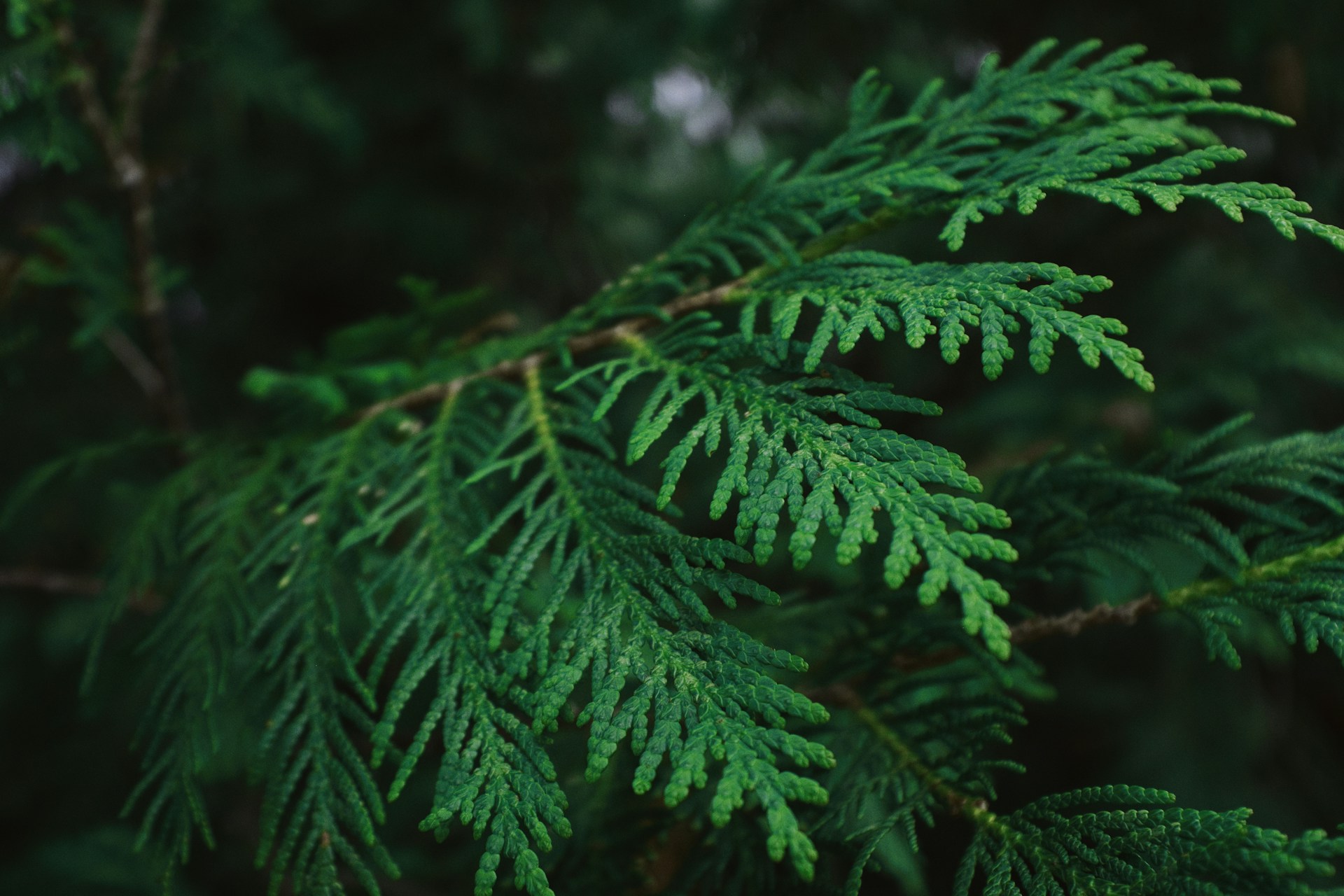 A close up of a cedar bough.
