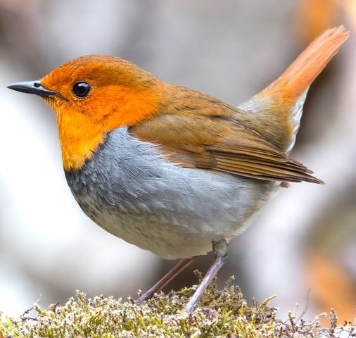 Photograph of a Japanese robin.