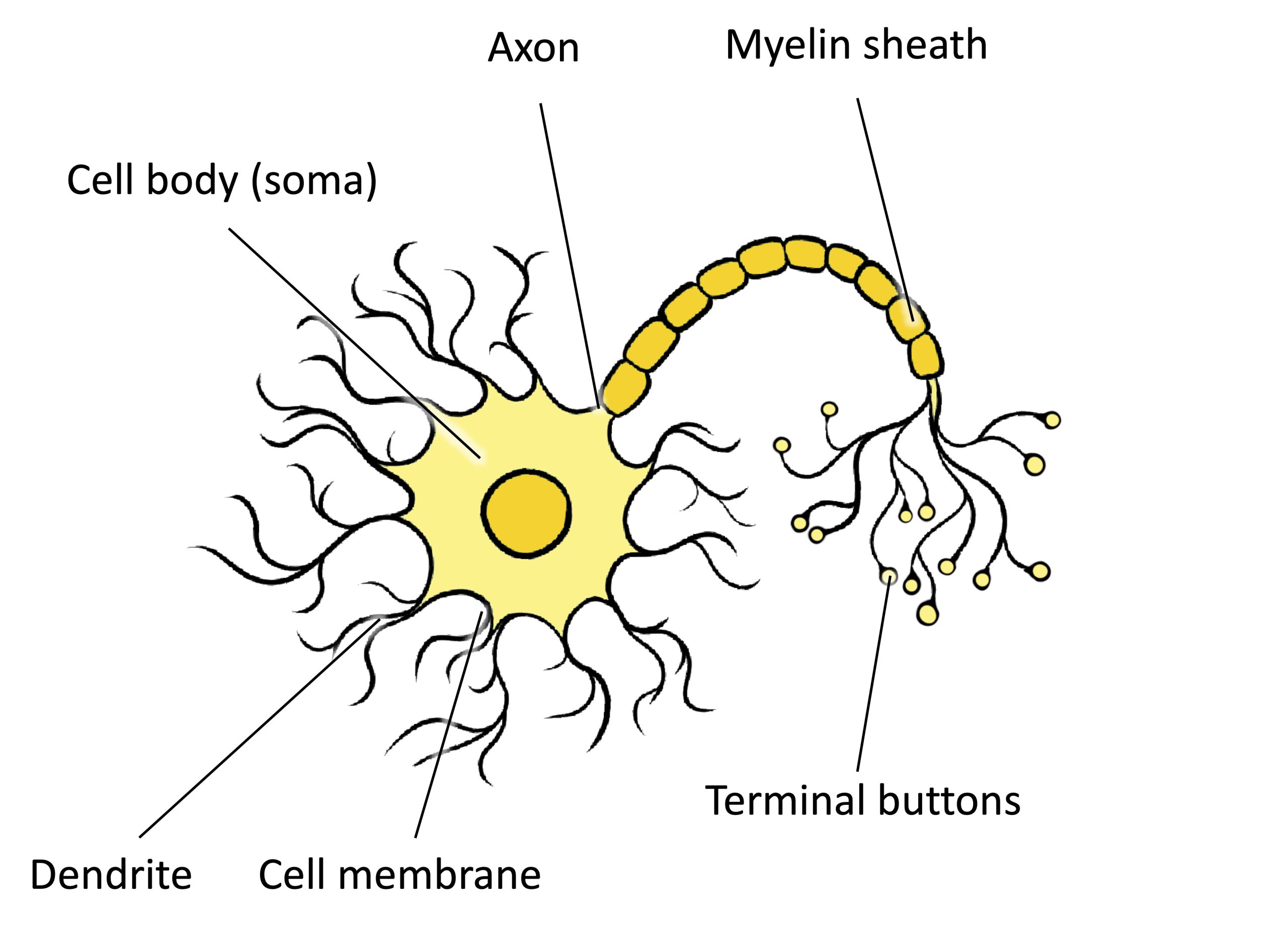 A neuron labeled with the cell membrane, dendrite, cell body (soma), axon, and terminal buttons. A myelin sheath covers part of the neuron. 