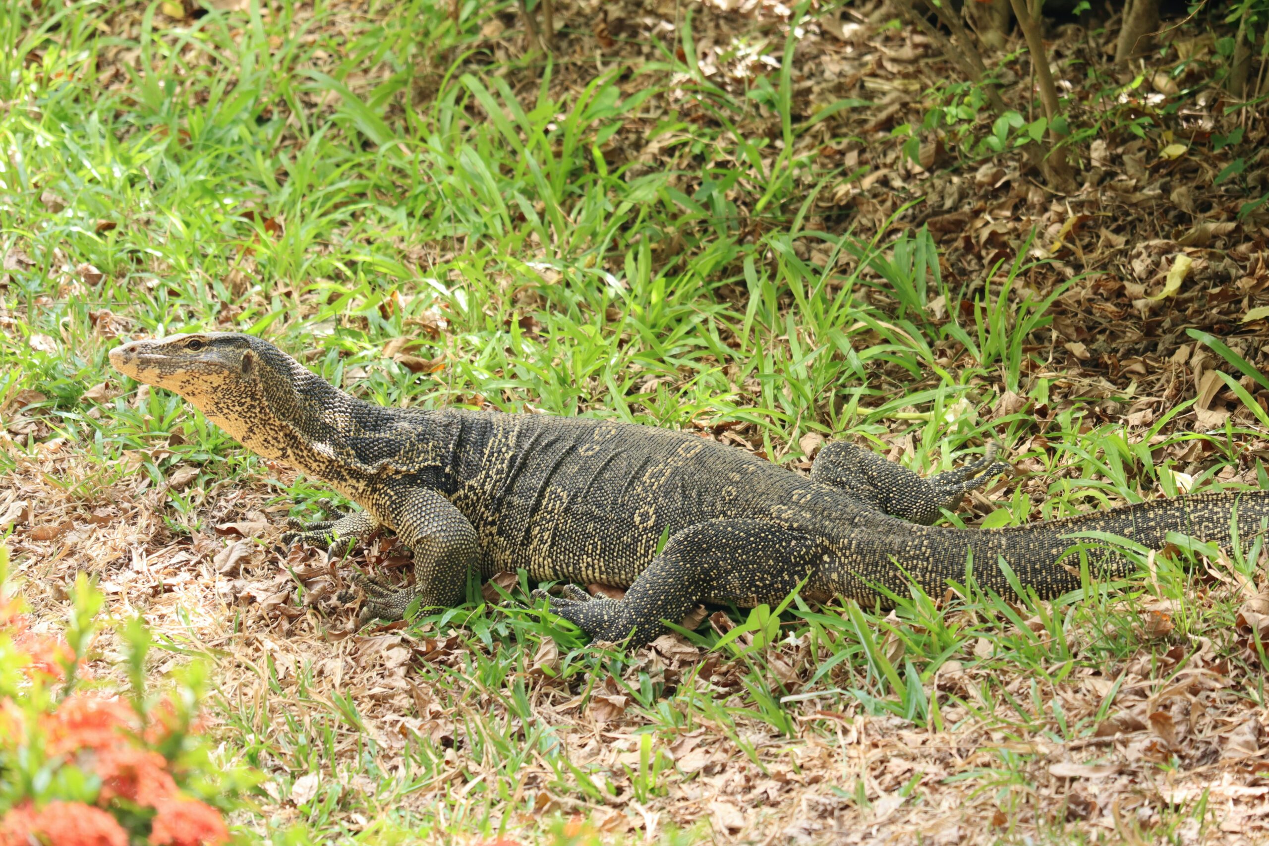 Photograph of a lizard crawling across some grass.