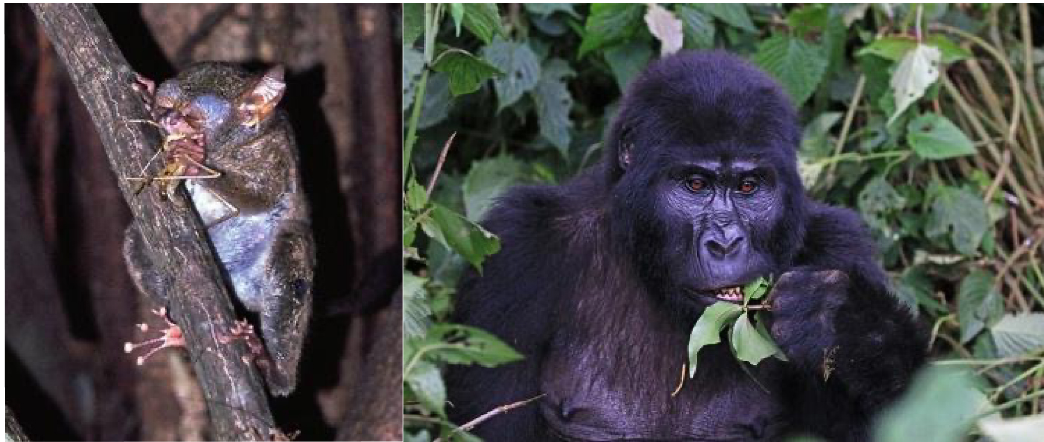 A tarsier eats a grasshopper. A gorilla eats leaves.