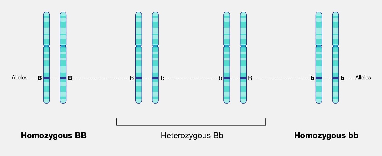 Four pairs of chromosomes. Each chromosome is labeled with an allele, either capital B or lowercase b.