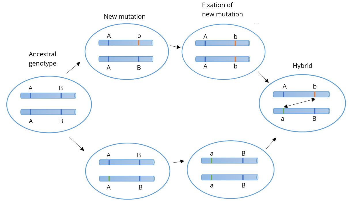 Dobzhansky-Muller Model producing hybrids with incompatible mutations. See caption for image details.