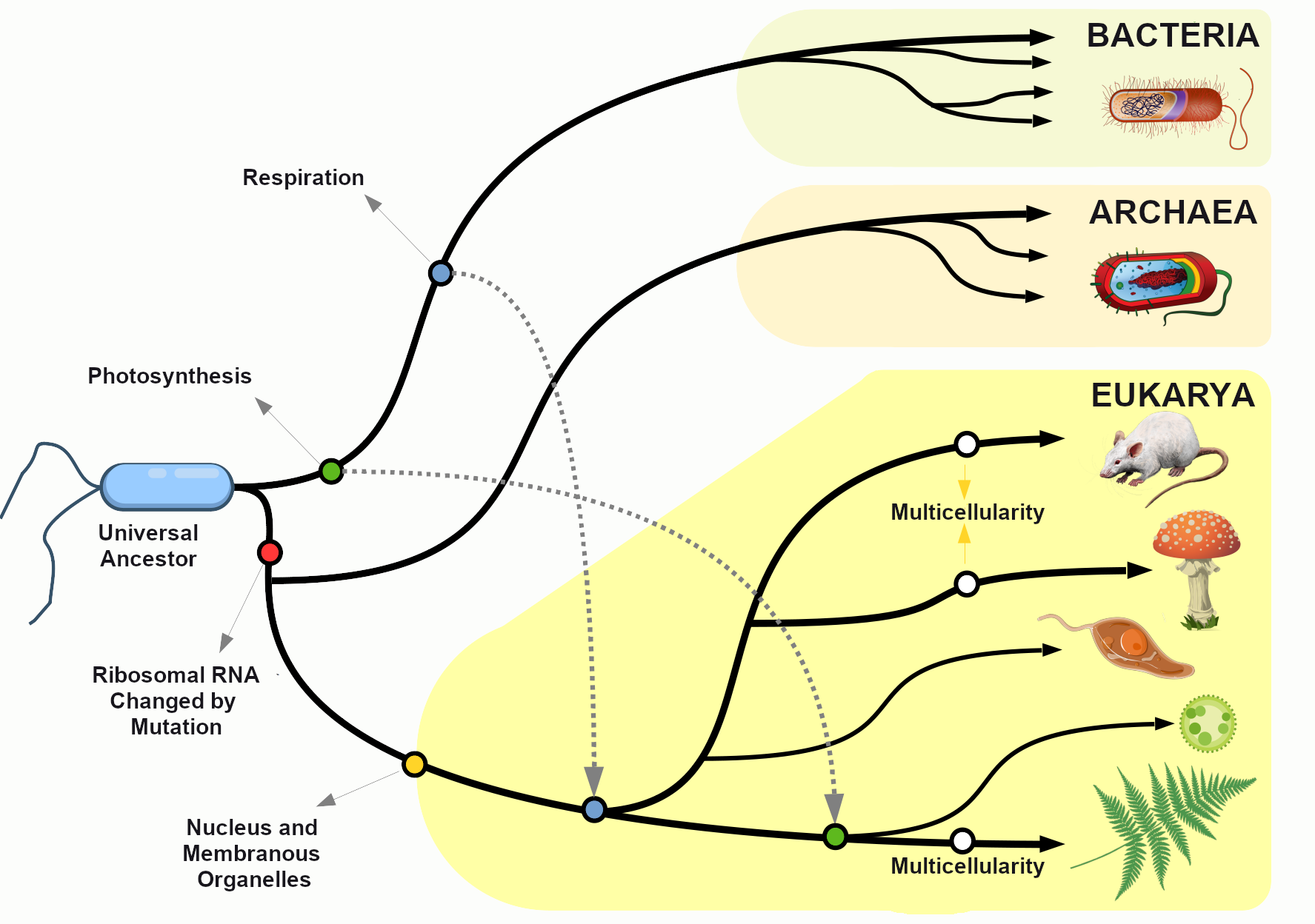 Branches lead off of a single celled universal ancestor to images of bacteria, archaea, and eukarya (represented by a mouse, mushroom, and fern, among others).