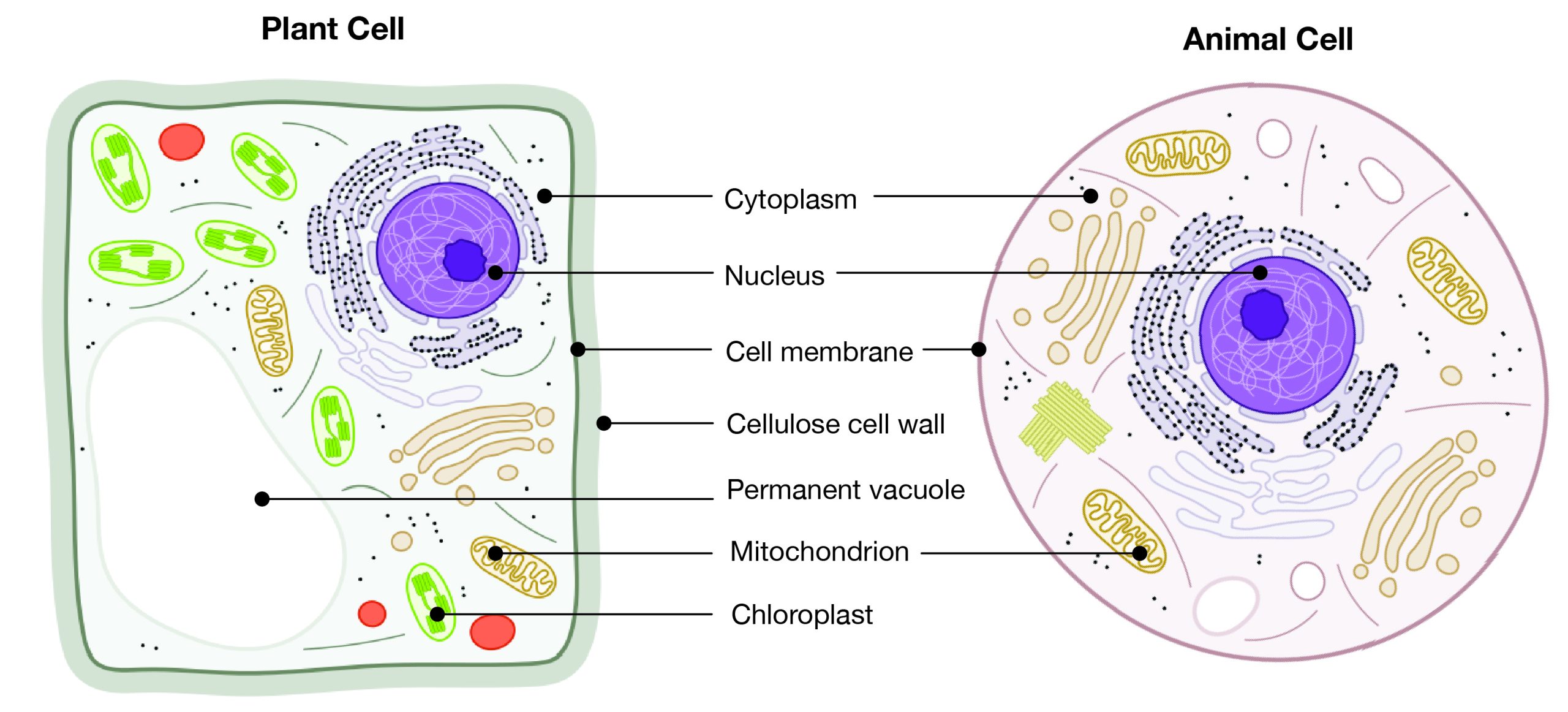 Plant and animal cells. A full text description of this image is available using link in the caption.