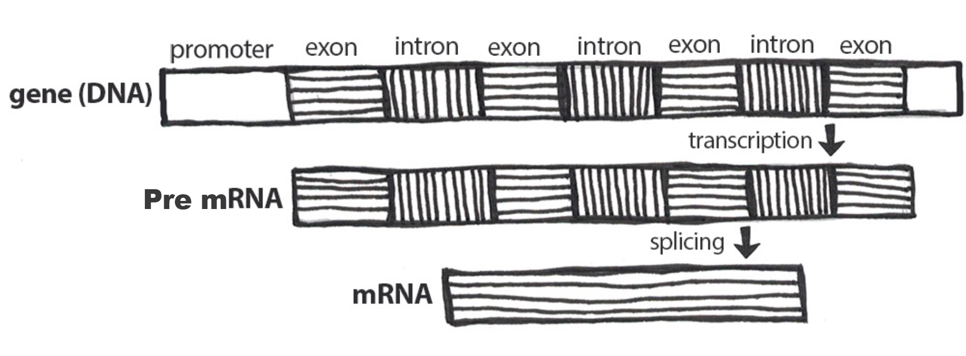 Pre mRNA contains transcriptions of exons and introns. Mature mRNA only contains spliced exon mRNA.