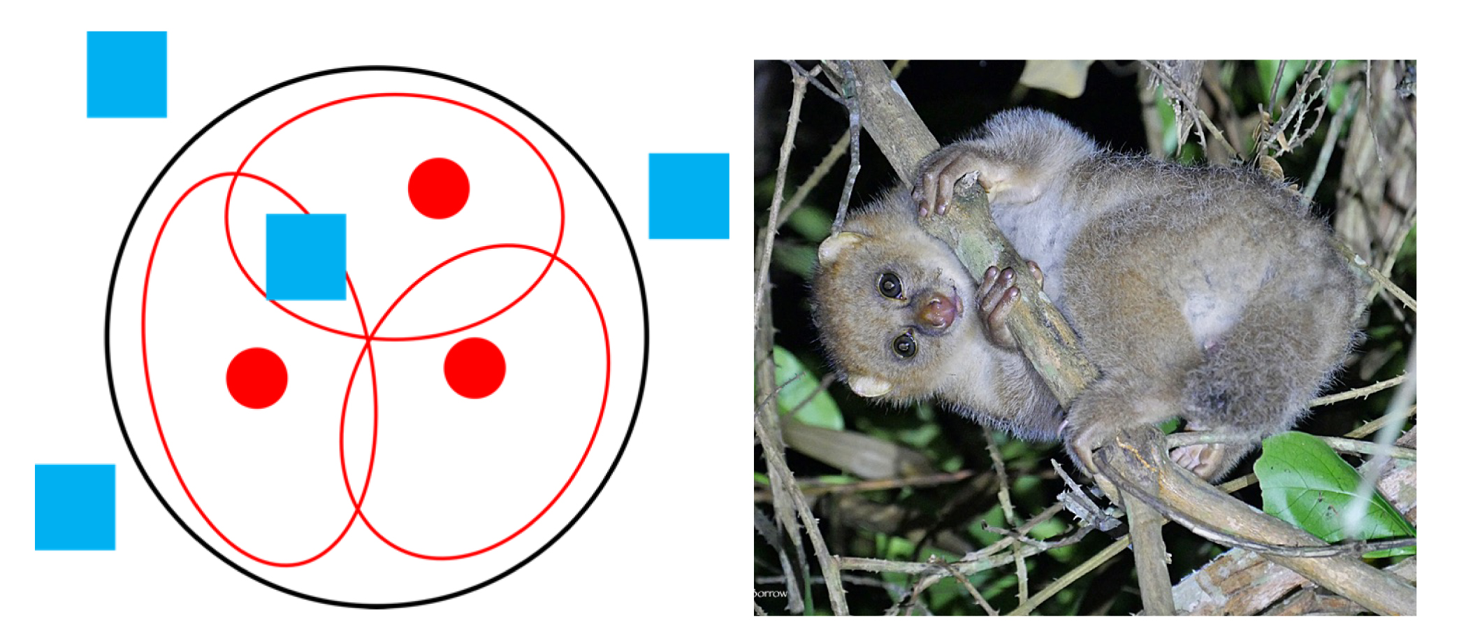 Grouping pattern description is available in caption. A potto in a tree at night also shown.