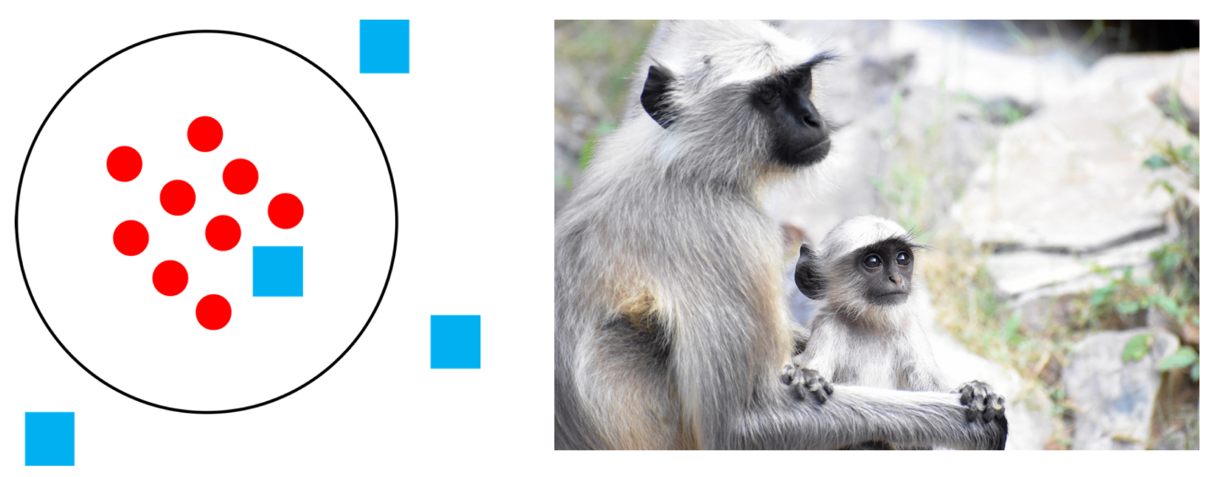 Left: Circle contains nine dots and one square; outside are three squares. Right: Adult langur and infant.