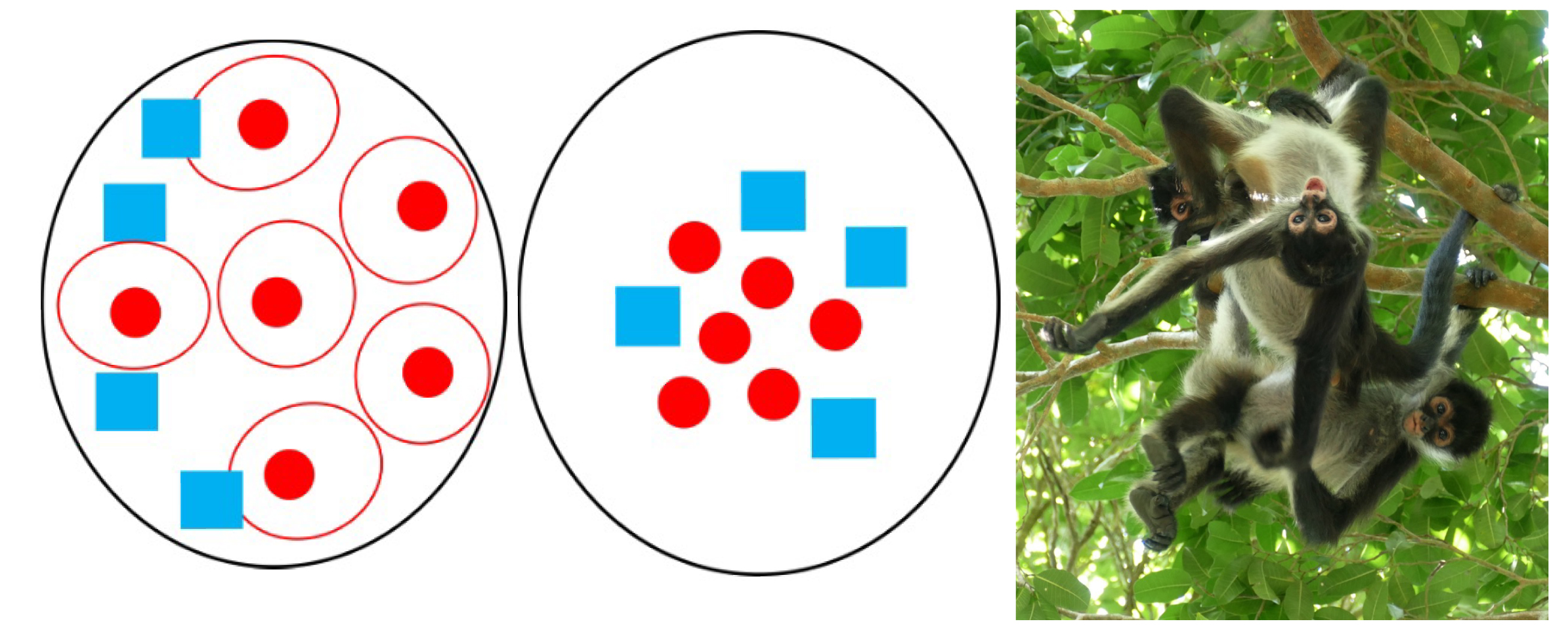 Diagrams show fission and fusion. Three spider monkeys.