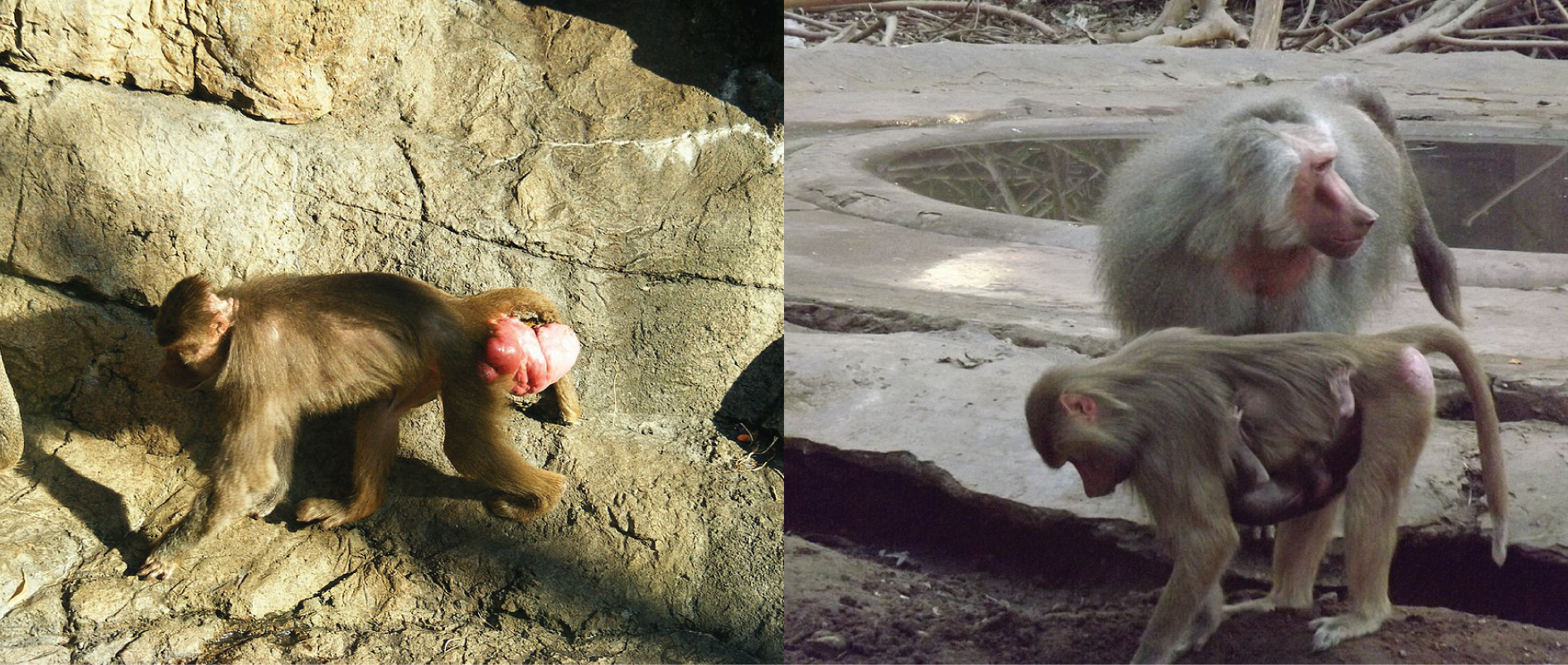 Female baboon with sexual swelling. Male and female baboon.