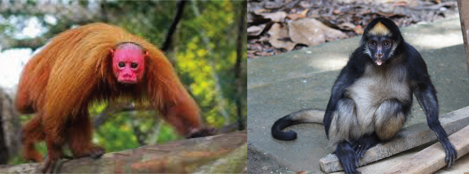 A bald uakari. A spider monkey.