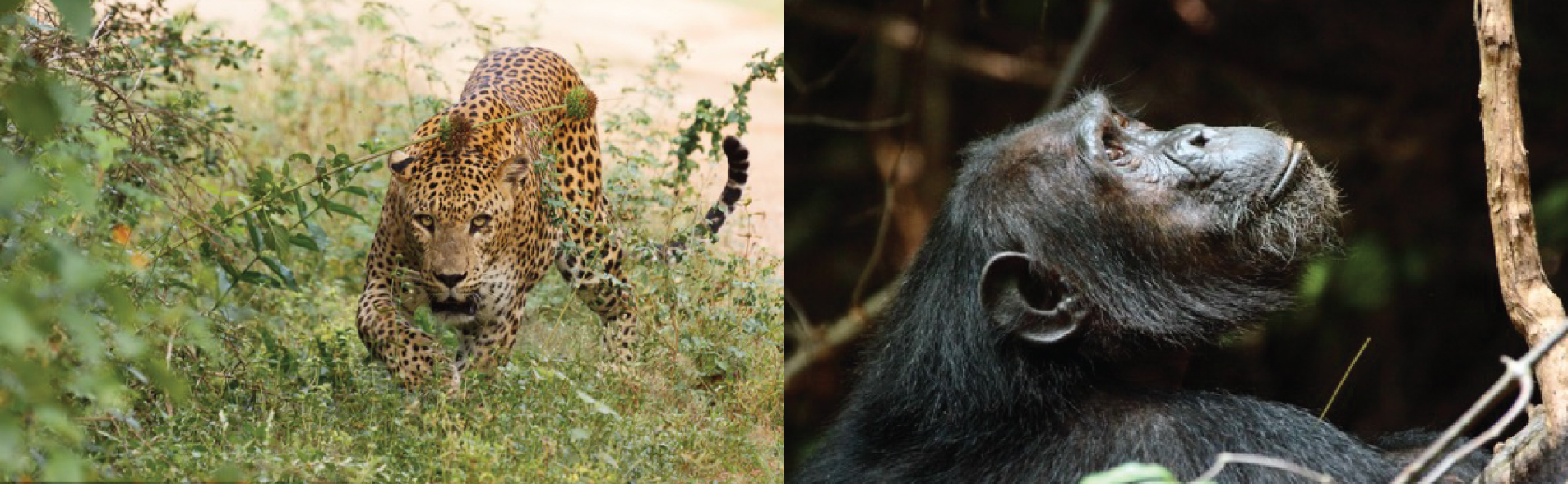 Leopard crouches in grass. Chimpanzee looks up.