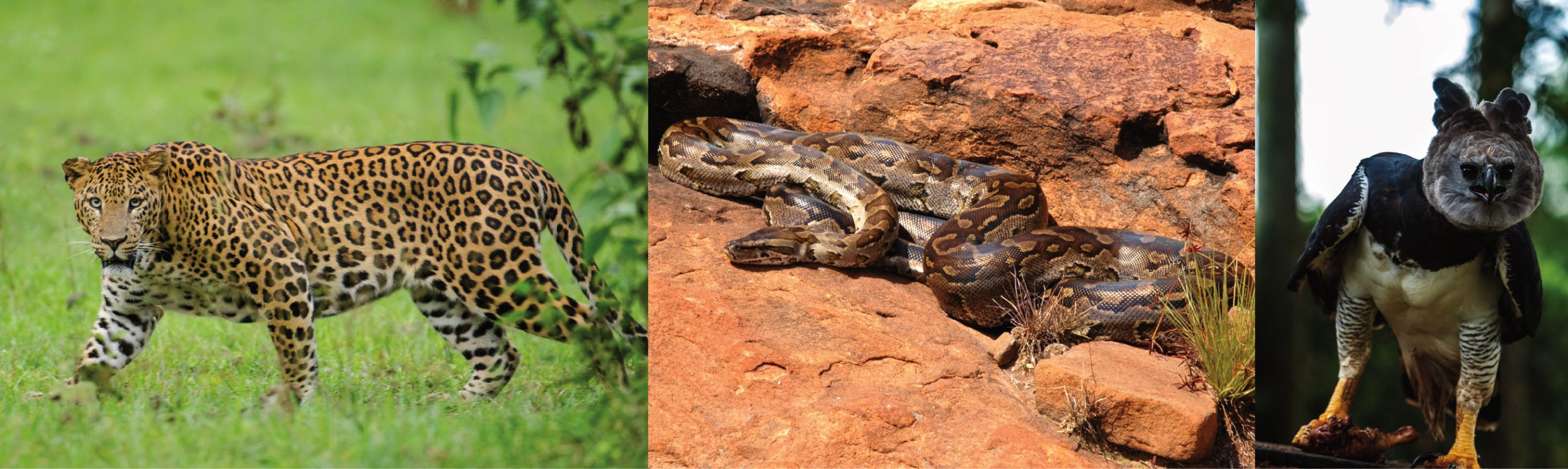 A leopard, python, and harpy eagle.