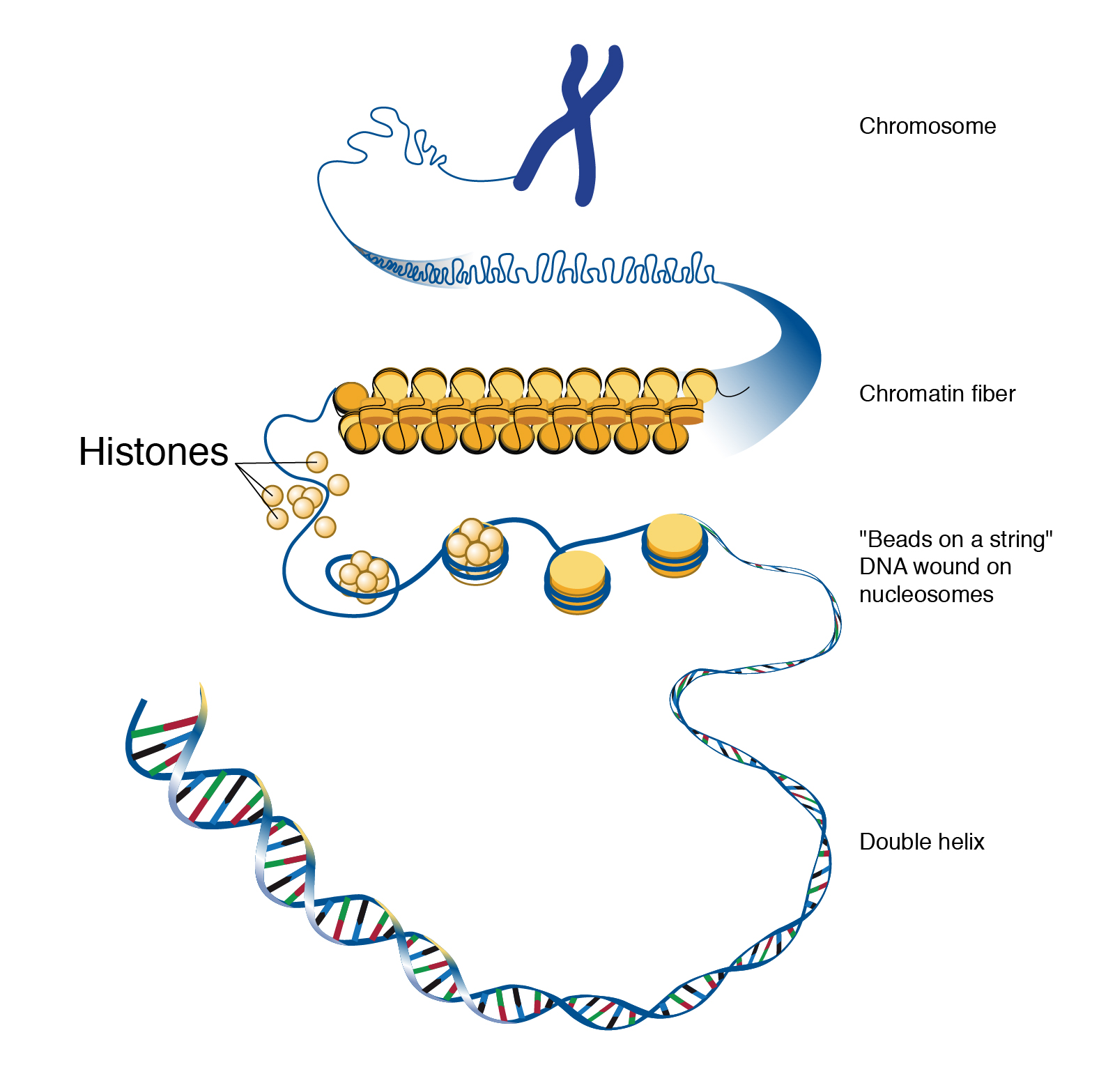 Illustrates how chromosomes are made up of various components. 