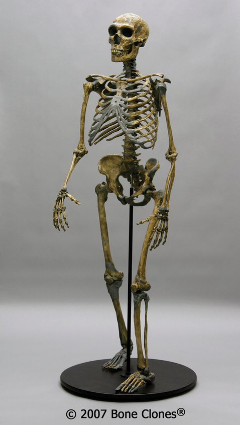 A reproduction of a complete Neanderthal skeleton.