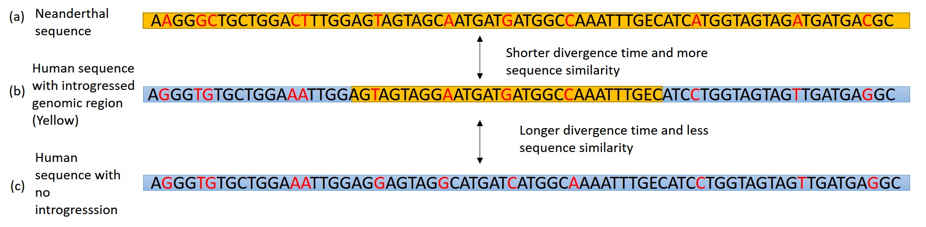 Three DNA sequences for comparison.