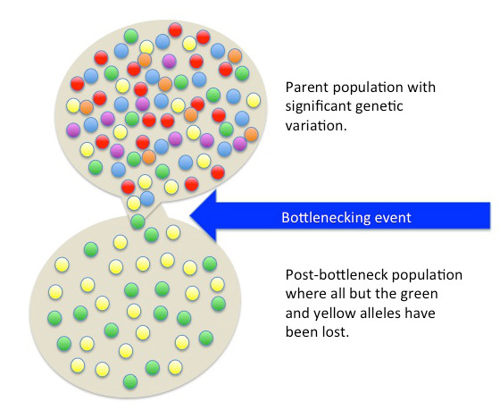 Two large circles connected by a small area.