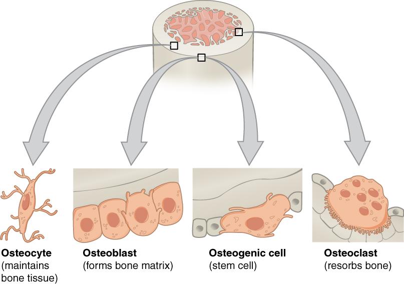 A bone section with arrows pointing to types of bone cells.