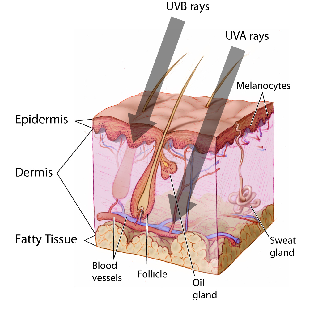 Cross-section of skin illustrating UVA rays penetrate deeper than UVB. 