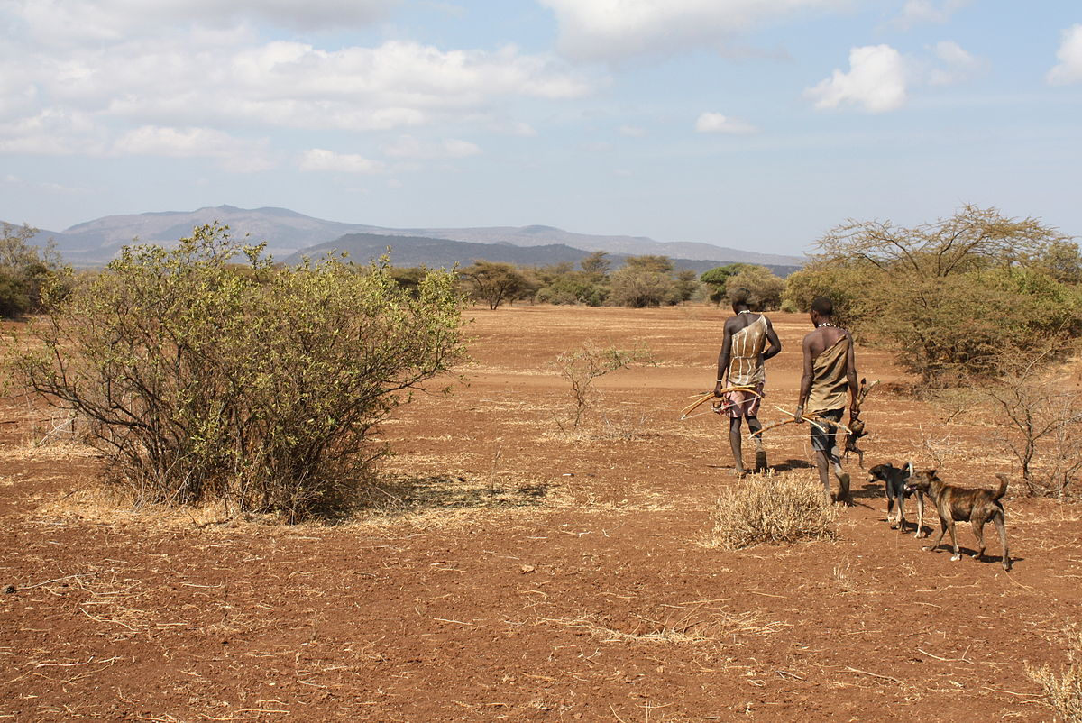 Two hunters with dogs and bows walk in a savannah.