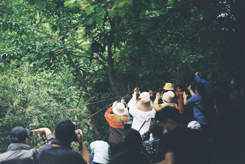 Several tourists observe and photograph a monkey in a tree.