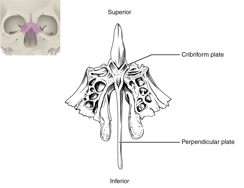 Front view of ethmoid bone.